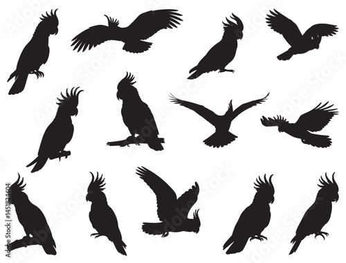COCKATOO SILHOUETTE WHITE BACKGROUND