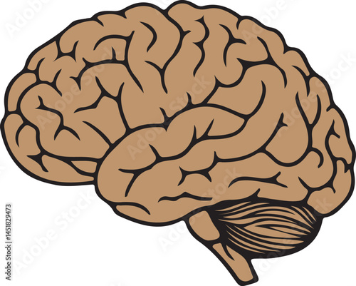 human brain isolated on white background