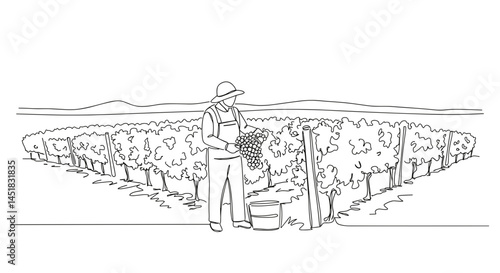 Farmer harvesting grapes in vineyard landscape  