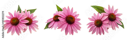 echinacea flowers isolated on white background