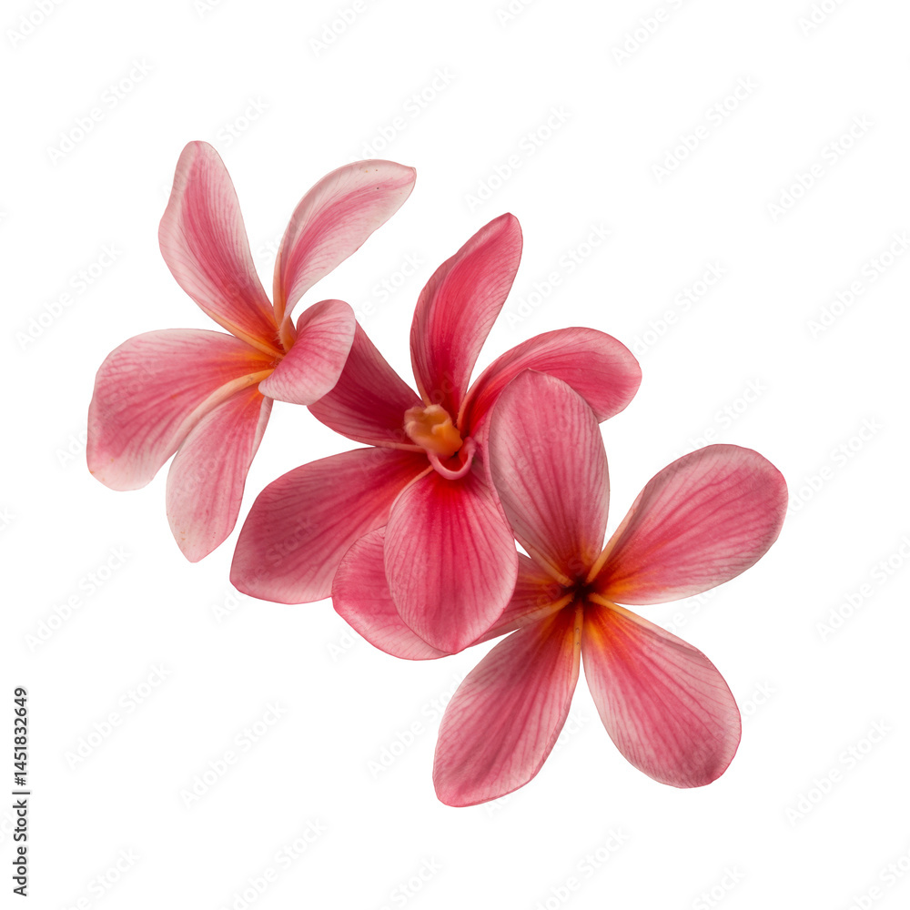 Fototapeta premium pink plumeria flowers isolated on white background
