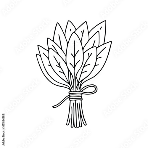 A bundle of freshly harvested sage leaves tied with twine