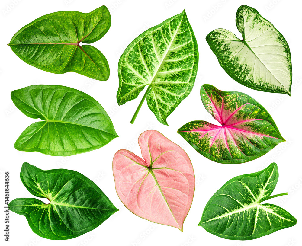 Different variant arrowhead leaf element collection design Different variant arrowhead leaf element collection design