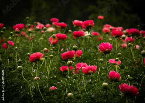 Peonies France 2025
