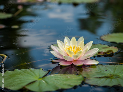Wallpaper Mural Serene Water Lily Blossom In A Pond With Floating Green Lily Pads And Reflections Torontodigital.ca