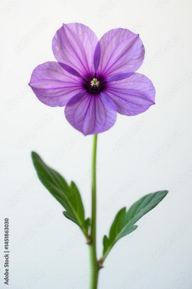 Single purple Primula flower, crisp white backdrop , primula vulgaris, garden flower Single purple Primula flower, crisp white backdrop , primula vulgaris, garden flower