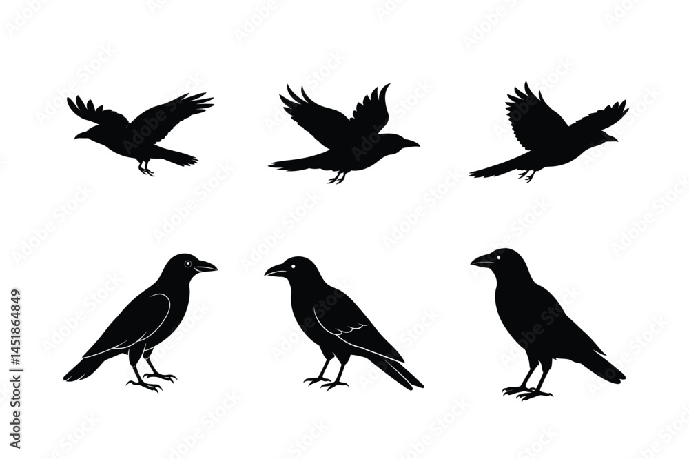 Obraz premium Crow Flying Graphic for Print