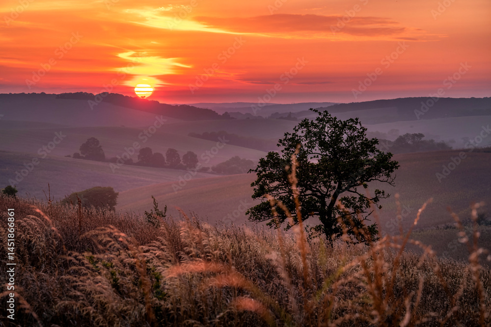 Obraz premium Serene Sunrise Over Rolling Hills With Lonely Tree And Golden Grass In Peaceful Landscape