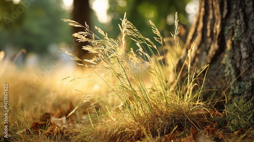 Grass Glowing in Golden Light Near Tree Base During Sunset