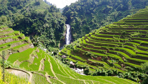 Lush rice terraces cascade around a jungle waterfall. Evokes growth, sustenance, travel. Ideal for environmental, travel, agriculture, and conservation themes.