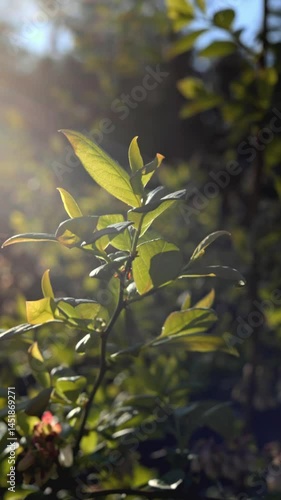 A Sunlit Leafy Branch in the Wonders of Nature, Capturing Its Beauty and Essence