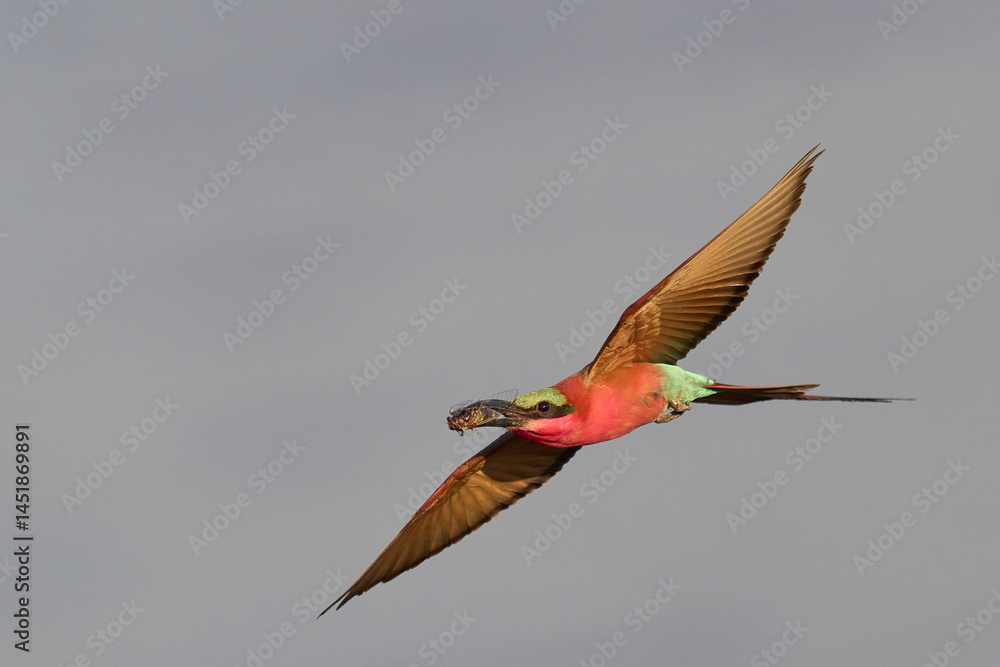 Obraz premium Southern Carmine Bee-eater (Merops nubicoides) in flight hunting insects over the Luangwa River in South Luangwa National Park, Zambia