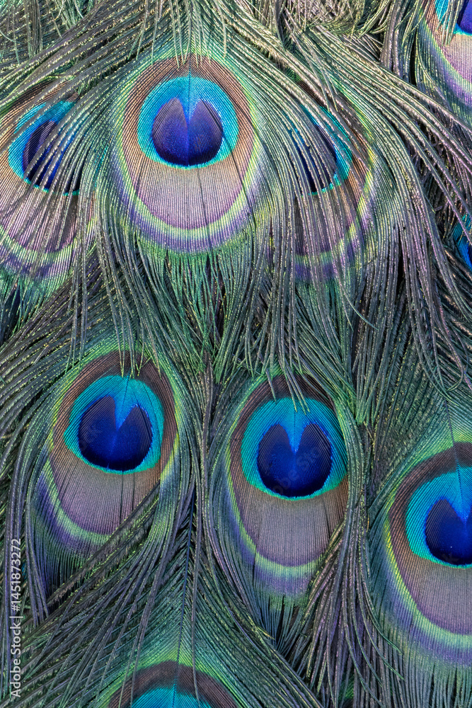 Fototapeta premium Colorful Close-up of Peacock Feathers – Iridescent Pattern and Eye Spots