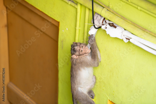 Photography Barbary macaque ape, rhesus monkey drinking water from hose of air conditioner,