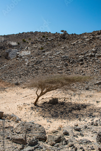 Oman, 03-04-2025: tree in desert landscape near the small Al Jadi fishing village in the Musandam Peninsula (Ruus Al Jibal), the northeastern point of Arabian Peninsula south of the Strait of Hormuz