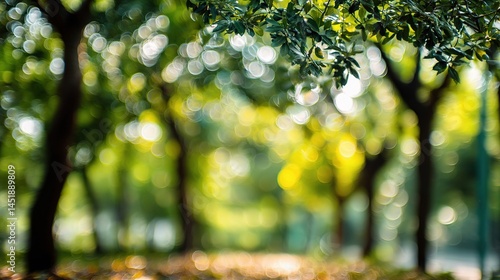 Bokeh Effect of Green Trees Bathed in Warm Golden Sunlight