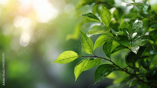 Obraz na płótnie Green Leaves Illuminated by Sunlight with Bokeh Background w salonie