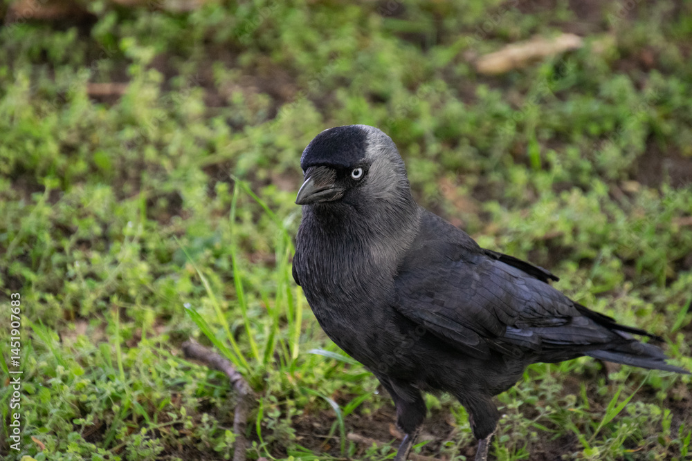 Obraz premium A western jackdaw walks through a green lawn