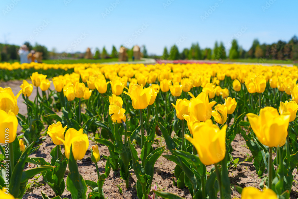 Obraz premium Vibrant Yellow Tulips Blooming in a Sunny Spring Field
