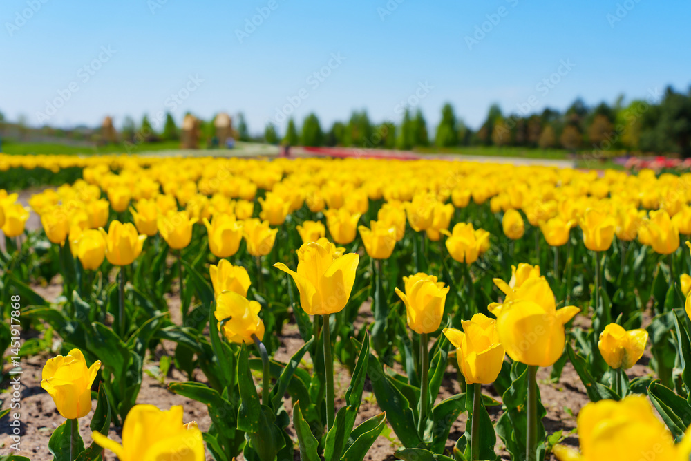 Obraz premium Vibrant Yellow Tulip Field Under Clear Blue Sky in Springtime