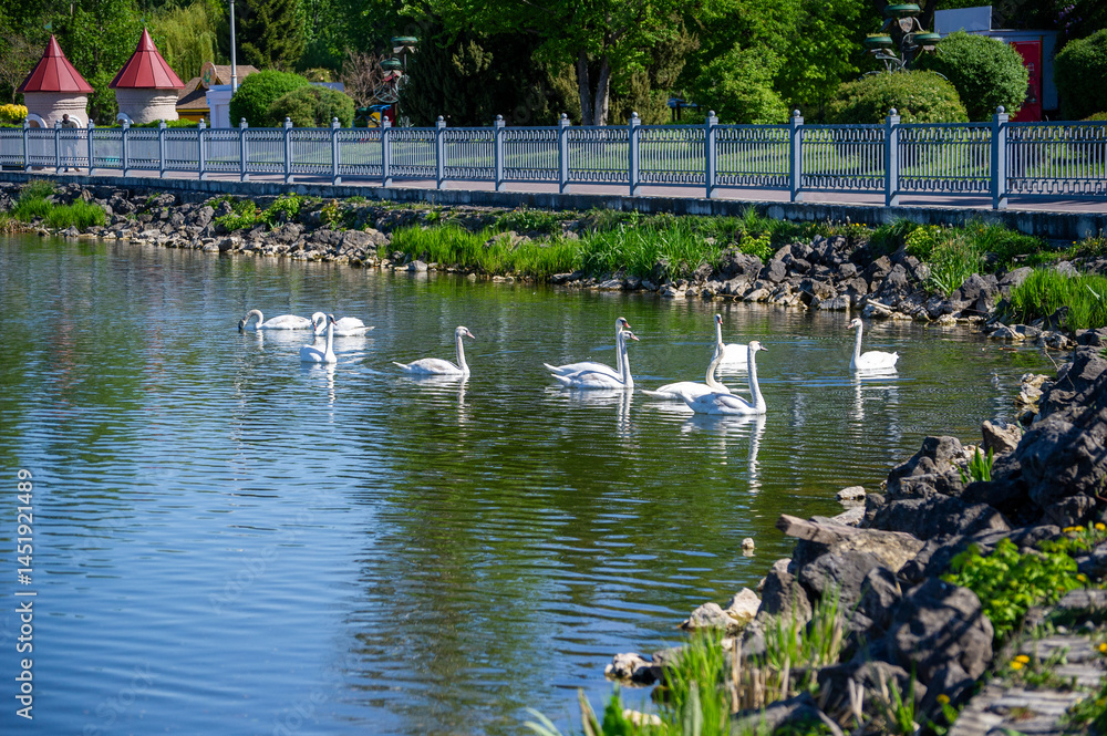 Fototapeta premium white swan on the pond in Ternopil, Ukraine