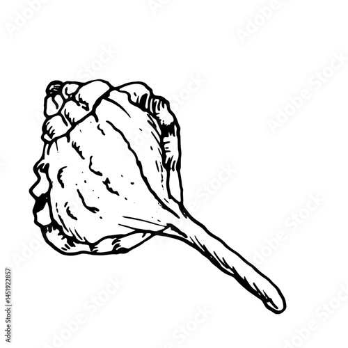 Oceanic shell, sketched in black and white ink. Vector marine illustration. A snail shell, twisted into spiral, from the underwater world, isolated on white background. For postcards and marine design
