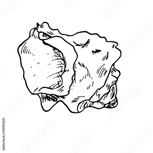 Oceanic shell, sketched in black and white ink. Vector marine illustration. A snail shell, twisted into spiral, from the underwater world, isolated on white background. For postcards and marine design