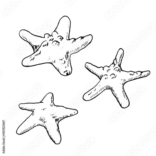 Sea and ocean stars, a sketch in black and white ink. Vector illustration. A set of starfish from the bottom of the underwater world are isolated on white background. For postcards and interior design