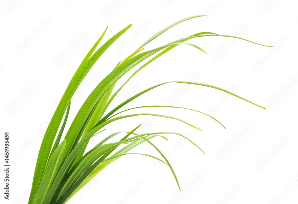 A bunch of green grass. A bunch of green grass.