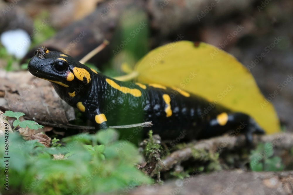 Obraz premium Salamandra