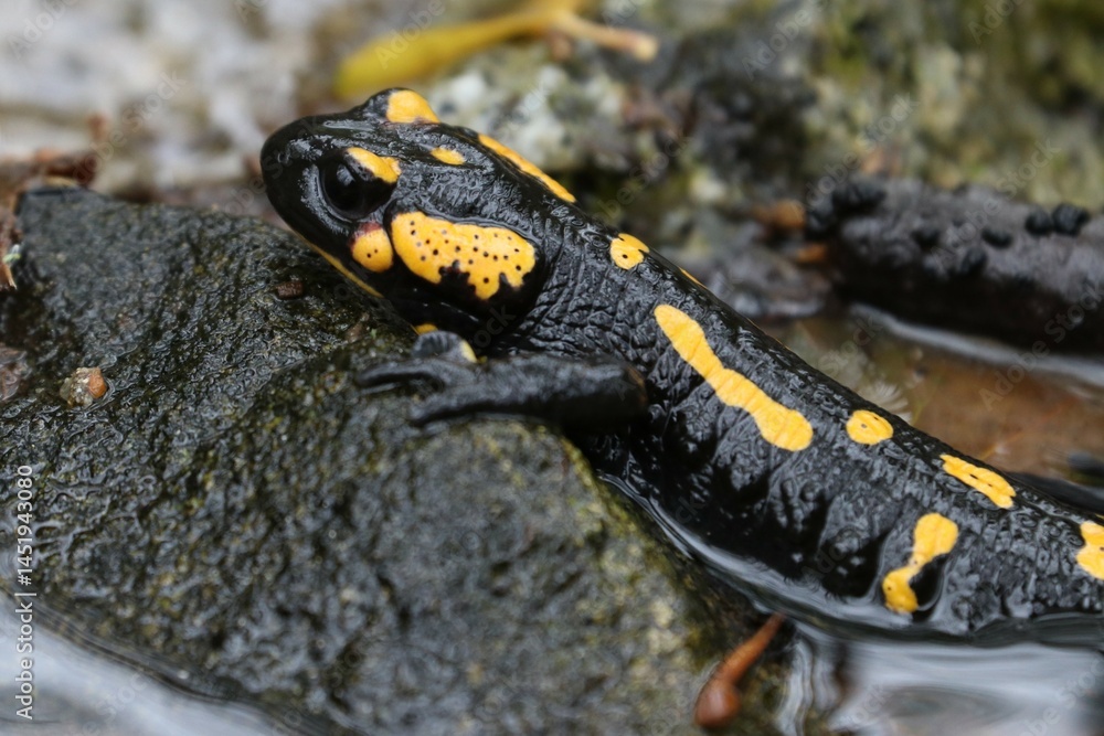 Fototapeta premium Salamandra