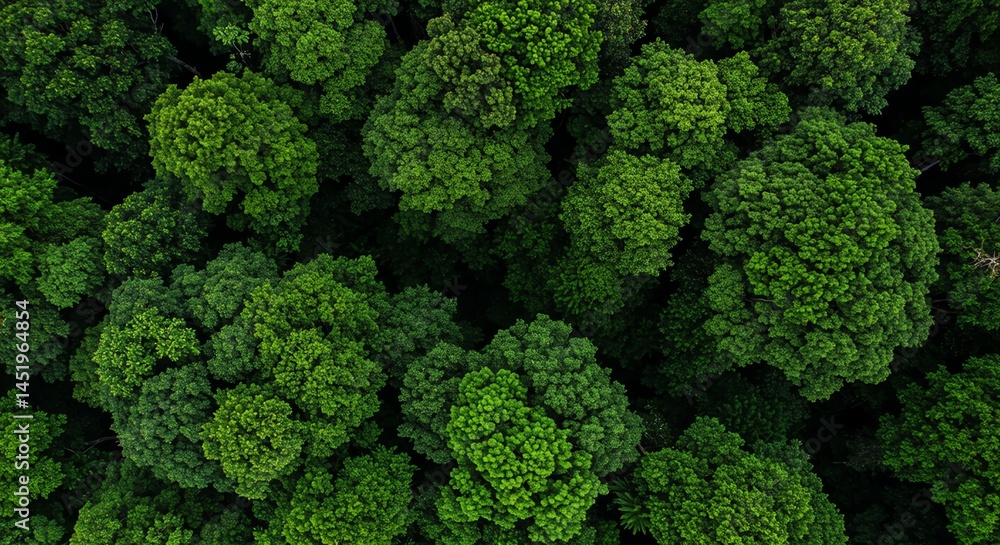 Aerial View of Dense Green Tree Canopy Aerial View of Dense Green Tree Canopy