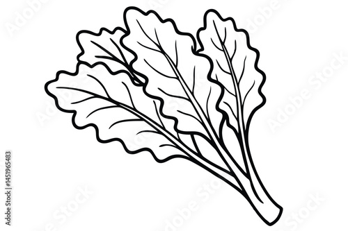 Arugula Vector Illustration Isolated on White Background

