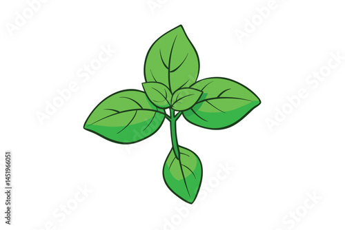Basil Vegetable Vector Illustration on White Background

