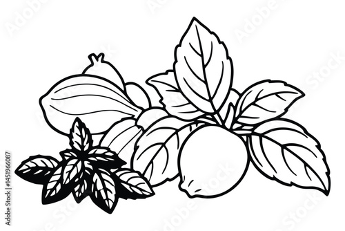 Basil Vegetable Vector Illustration on White Background

