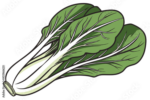 Bok Choy Vegetable Vector Illustration on White Background

