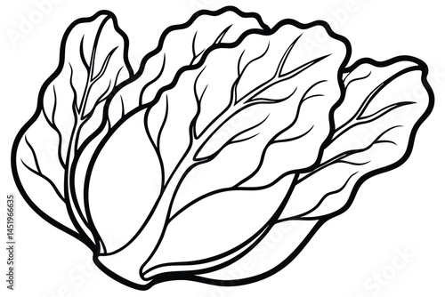 Bok Choy Vegetable Vector Illustration on White Background

