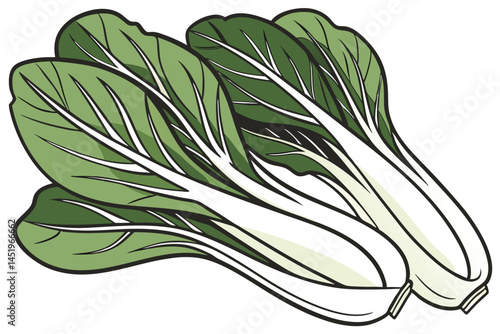 Bok Choy Vegetable Vector Illustration on White Background

