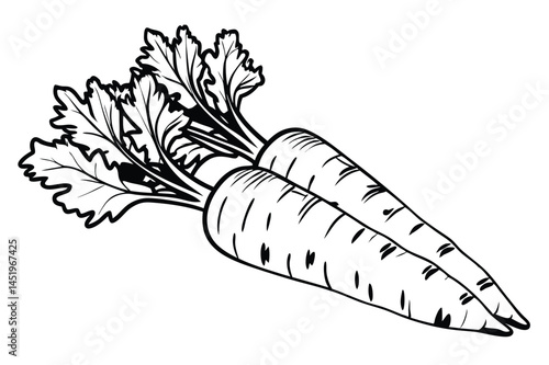 Carrot Vegetable Vector Illustration on White Background

