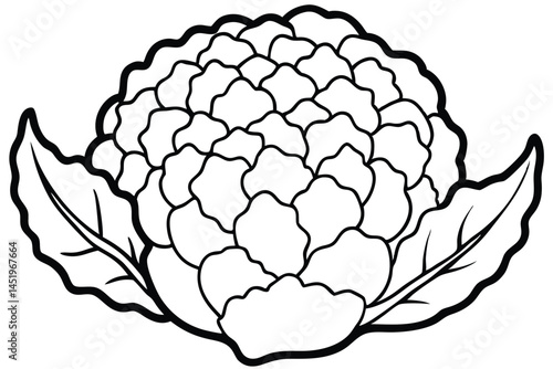 Cauliflower Vegetable Vector Illustration on White Background

