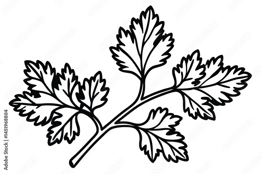 Fototapeta premium Coriander Cilantro Vegetable Vector Illustration Isolated on White Background