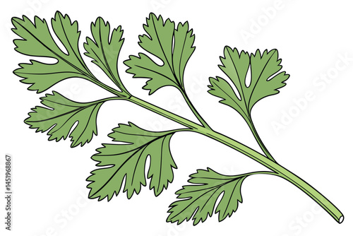 Coriander Cilantro Vegetable Vector Illustration Isolated on White Background

