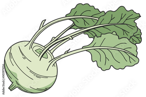 Kohlrabi Vegetable Vector Illustration Isolated on White Background

