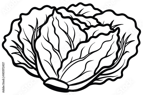 Napa Cabbage Vegetable Vector Illustration Isolated on White Background

