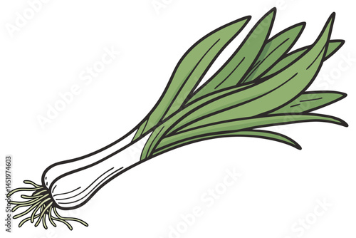 Scallion Green Onion Vegetable Vector Illustration Isolated on White Background


