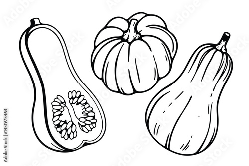 Squash Butternut Acorn Vegetable Vector Illustration Isolated on White Background

