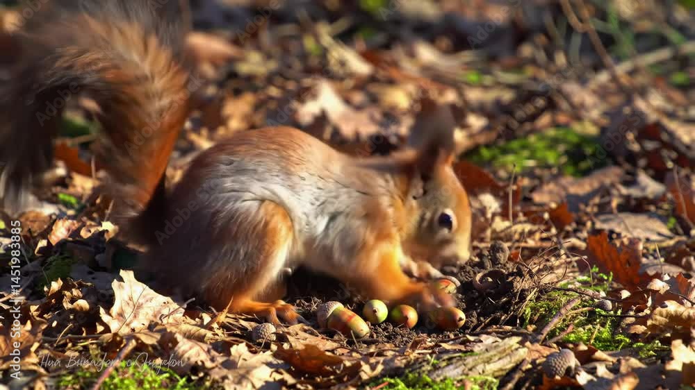 Eurasian Red Squirrel Foraging Among Autumn Leaves Eurasian Red Squirrel Foraging Among Autumn Leaves