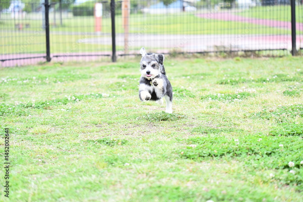 Obraz premium チワワとマルチーズのミックス犬