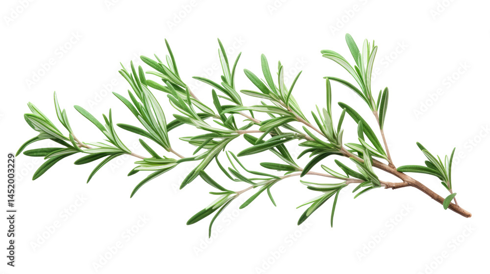 Fototapeta premium Rosemary Branch on transparent background