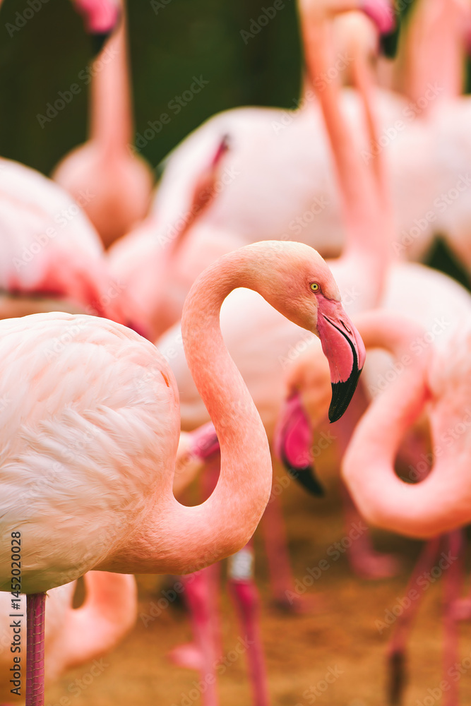 Pink flamingos standing together in nature